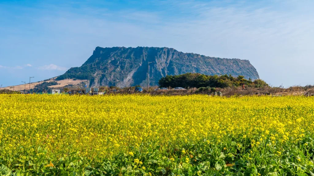 Có rất nhiều toạ độ sống ảo siêu đẹp khi du lịch đảo Jeju